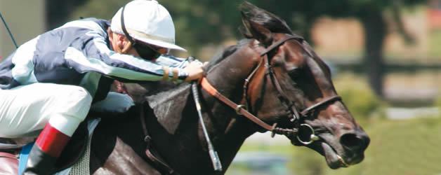 cheval-course (1)